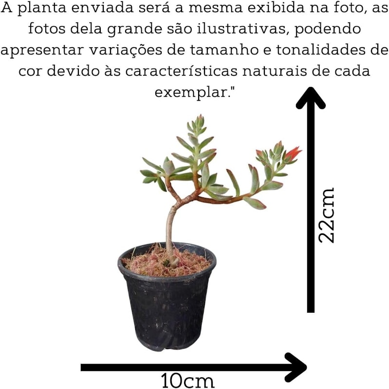 Suculenta Echeveria Pulvinata Ruby 3