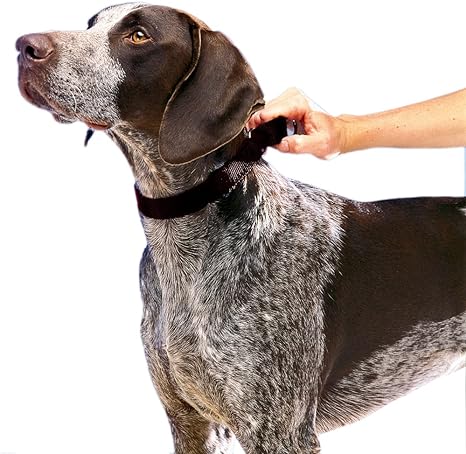 Coleira para Cachorro Martingale 2