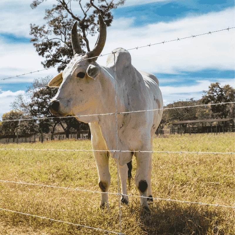 Arame Farpado Belgo Rodeio 4