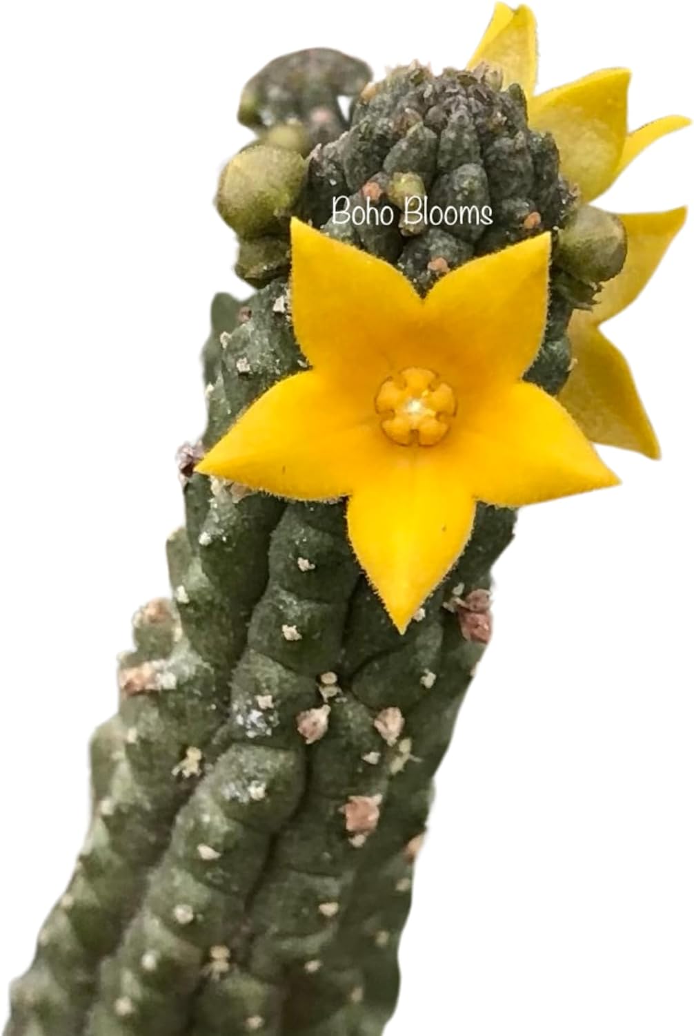 Suculenta Echidnopsis Cereiformis 1