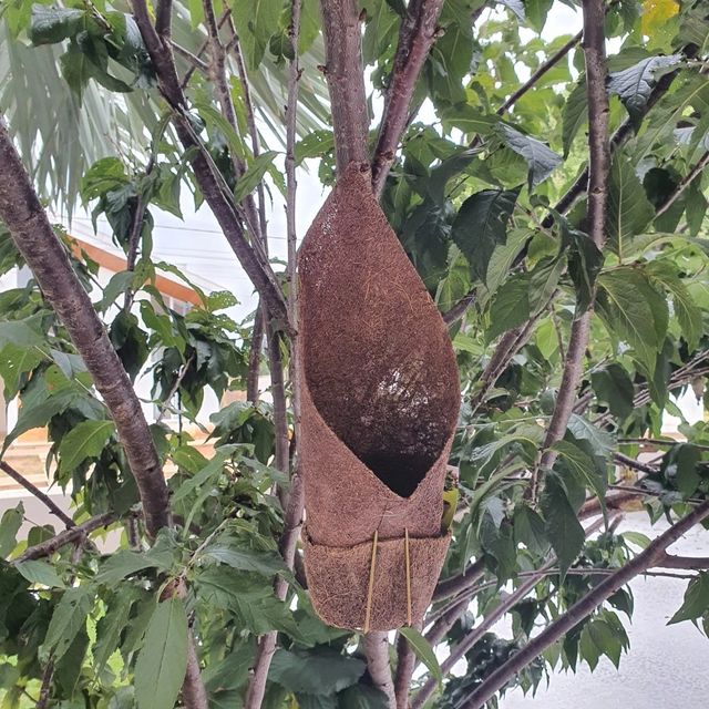 Kit 3 Vasos Fibra de Coco para Pendurar Orquídeas em Árvore 5