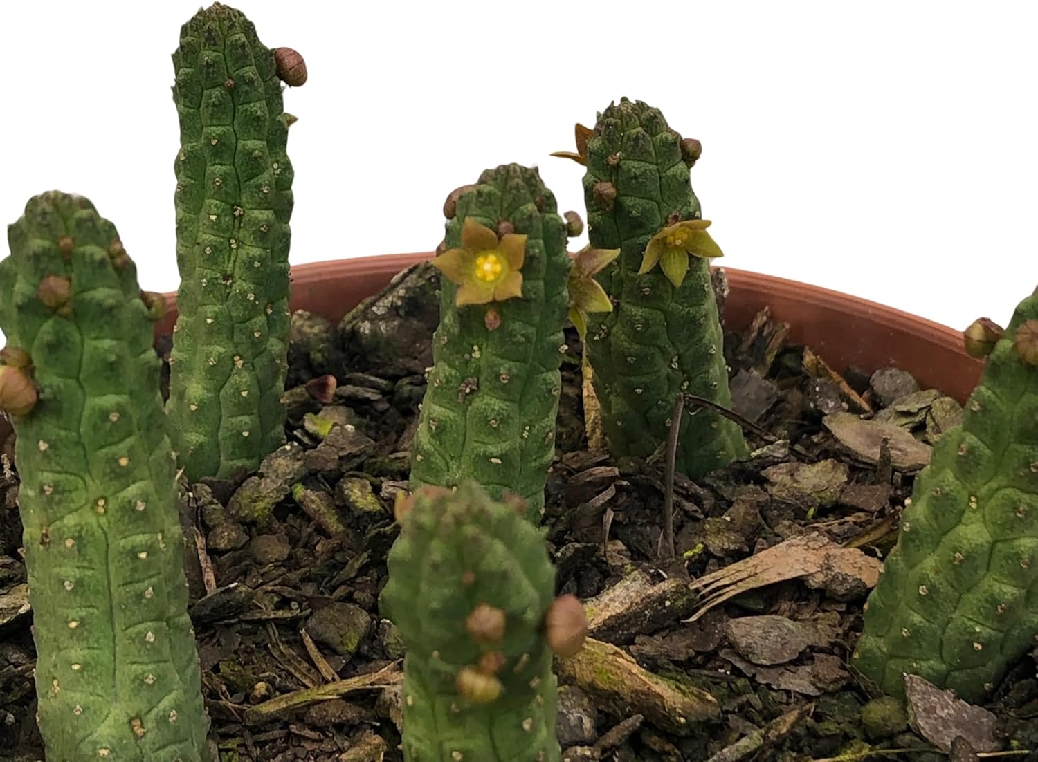 Suculenta Echidnopsis Cereiformis 2