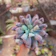 GENÉRICO Suculenta Echeveria Línguas 1