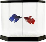 Top 10 Melhores Aquários para Betta (Aquaterrário, Boyu e mais) 5
