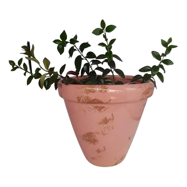 Vaso de Parede Verde Suspenso para Orquídeas 18 x 19 cm 5