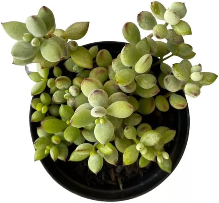 Muda Suculenta Cotyledon Pendens 1