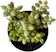 GENÉRICO Muda Suculenta Cotyledon Pendens 1