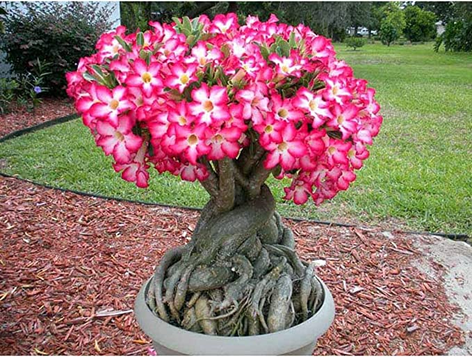 Fertilizante Adubo para Rosa do Deserto 4