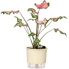 Vaso Autoirrigável Médio N03 16 x 14 cm - Terrazzo Calcário