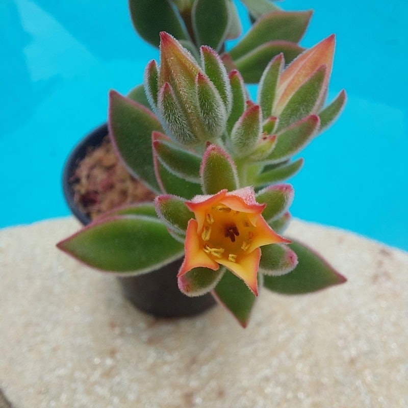 Suculenta Echeveria Pulvinata Ruby 5