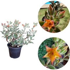 Suculenta Echeveria Pulvinata Ruby