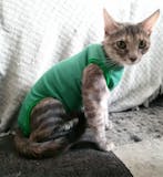 Top 10 Melhores Roupas Cirúrgicas para Gatos em 2026 (Vani Pets, Luvy Pet e mais) 2