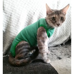 Roupa Pós-Cirúrgica para Gatos