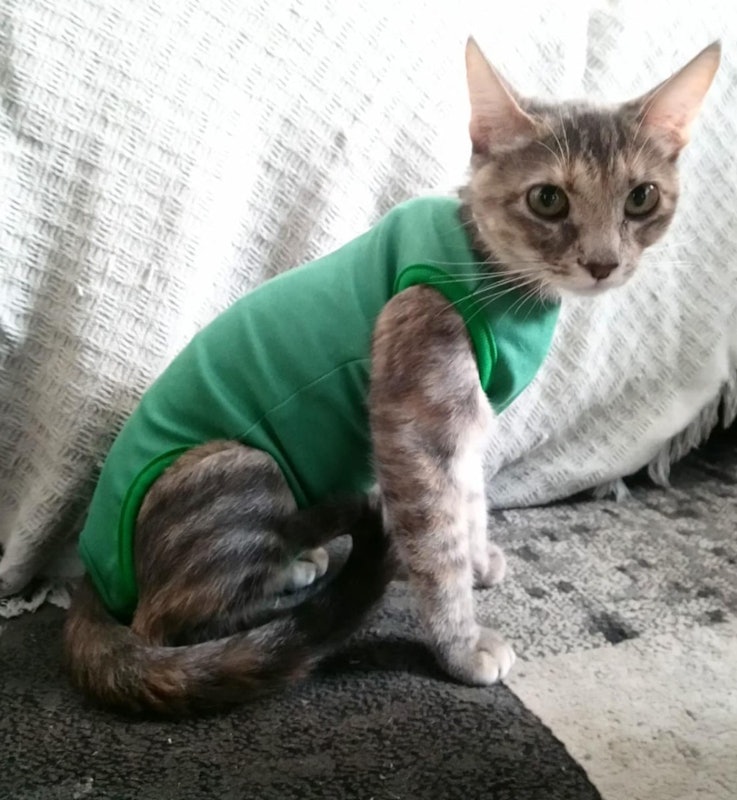 Roupa Pós-Cirúrgica para Gatos 1
