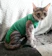 KING OF PETS Roupa Pós-Cirúrgica para Gatos 1