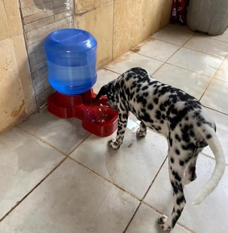 Bebedouro Automático Grande Porte 10 L com Bombona 3