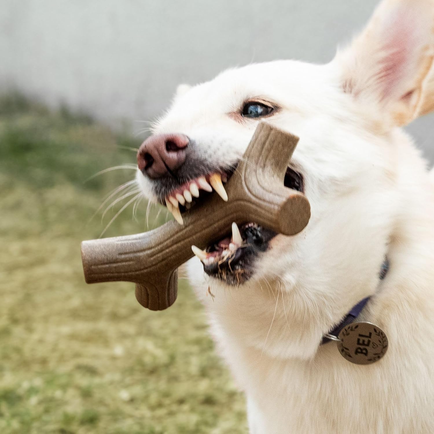 Brinquedo Mordedor para Cães 2
