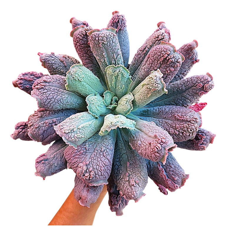 Suculenta Echeveria Línguas 2