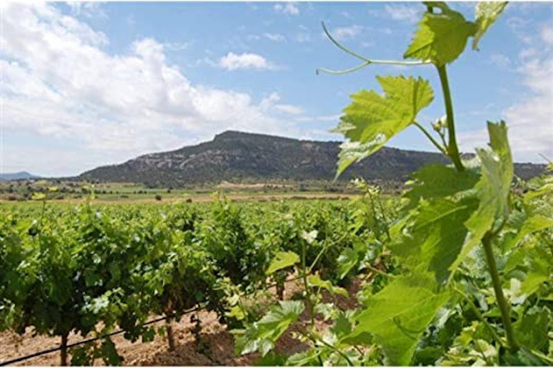 Portil de Lobos Vinho Tinto Espanhol 3