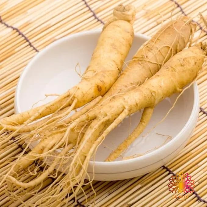 Ginseng em Pó Premium Ca.Nuts 5