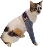 Top 10 Melhores Roupas Cirúrgicas para Gatos em 2026 (Vani Pets, Luvy Pet e mais) 4