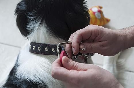 Coleira para Cães 4