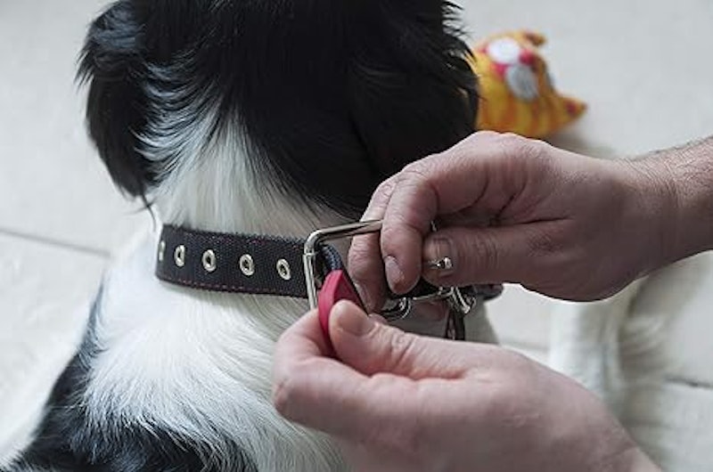 Coleira para Cães 4