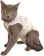 LUVY PET Roupa Gato Pós-Cirúrgica Castração Urso 1