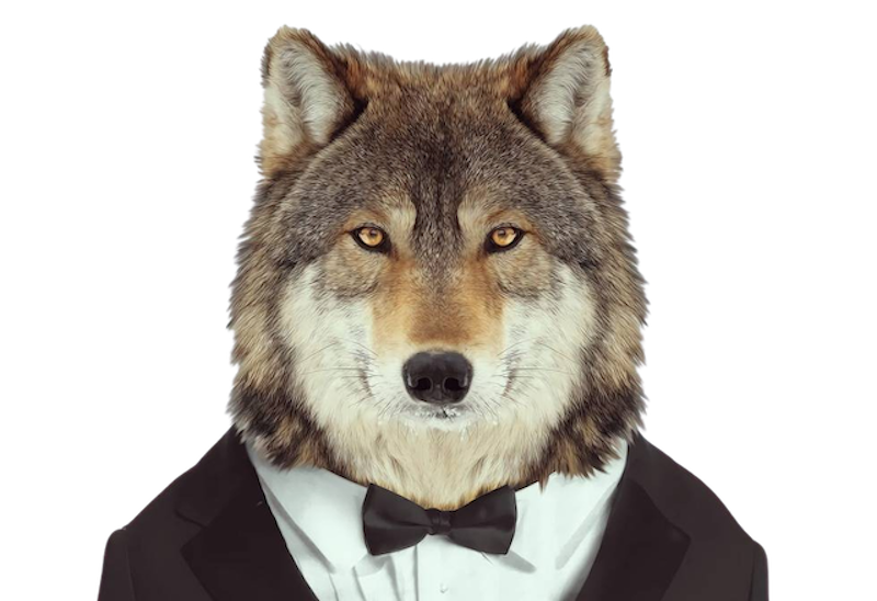 Mentoria Wolf Trader 1