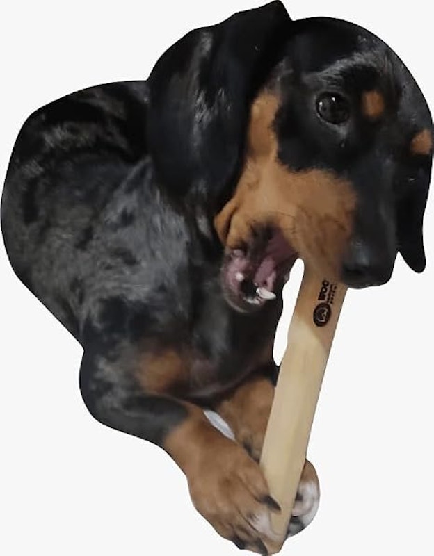 Mordedor para Cachorro Wood Amicus 2