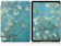 MAVLIFE Capa Para Kindle 11ª Geração Apricot Flower 1