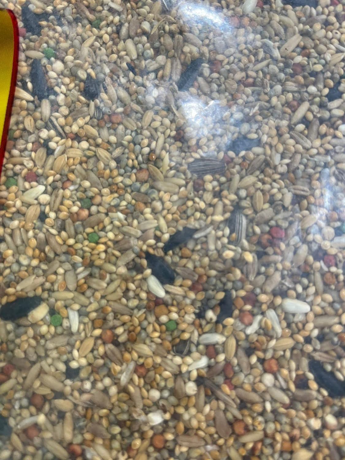 Calopsita e Agapornis - 5 kg 3