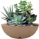 ROTOPLAST Vaso Bacia Planta Decorativo Rosa do Deserto, Suculenta e Cacto 1