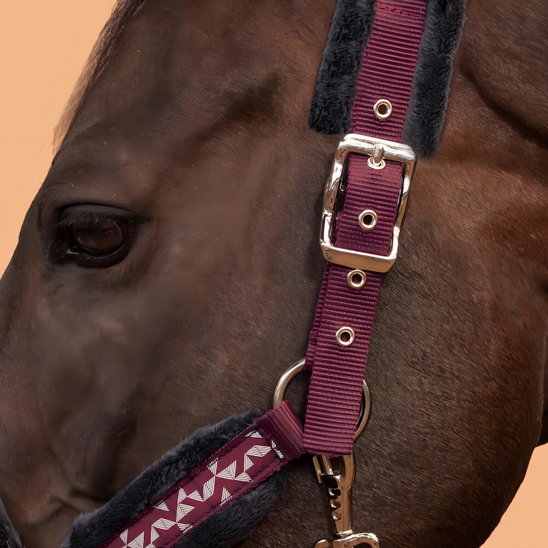 Cabresto + Guia para Hipismo Confort 4