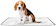 DR. DOG Tapete Higiênico Pet Lavável Reutilizável 1