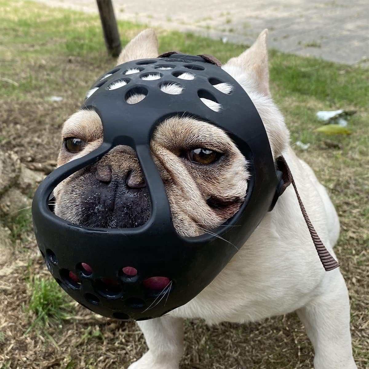 Focinheira para Cães de Focinho Curto 1