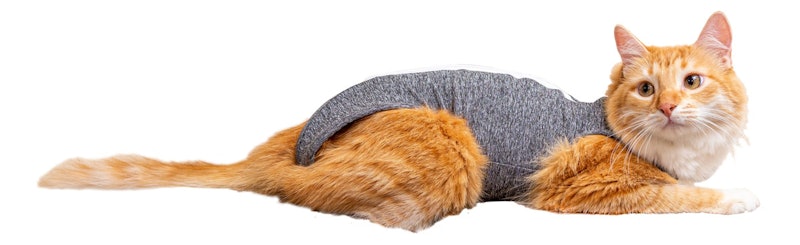 Roupa Pós-Cirúrgica para Gatos 2