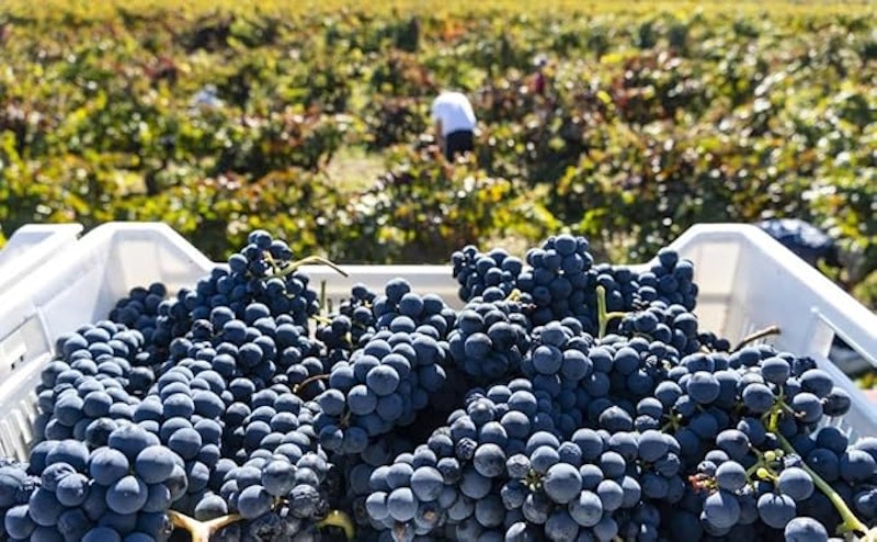 La Linda Malbec 2
