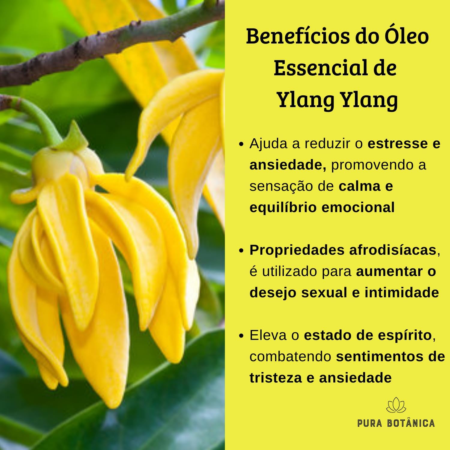Óleo Essencial de Ylang Ylang 2
