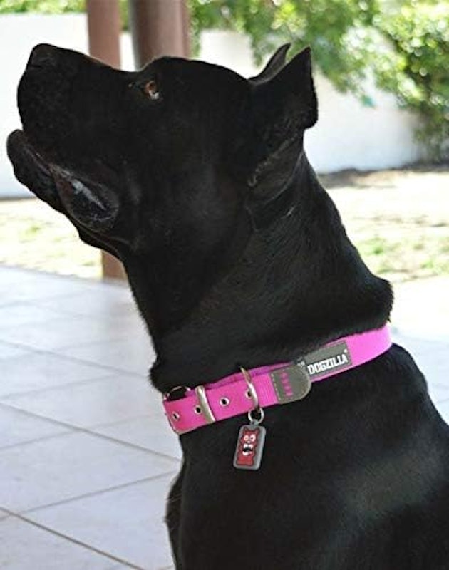 Coleira para Cães 3