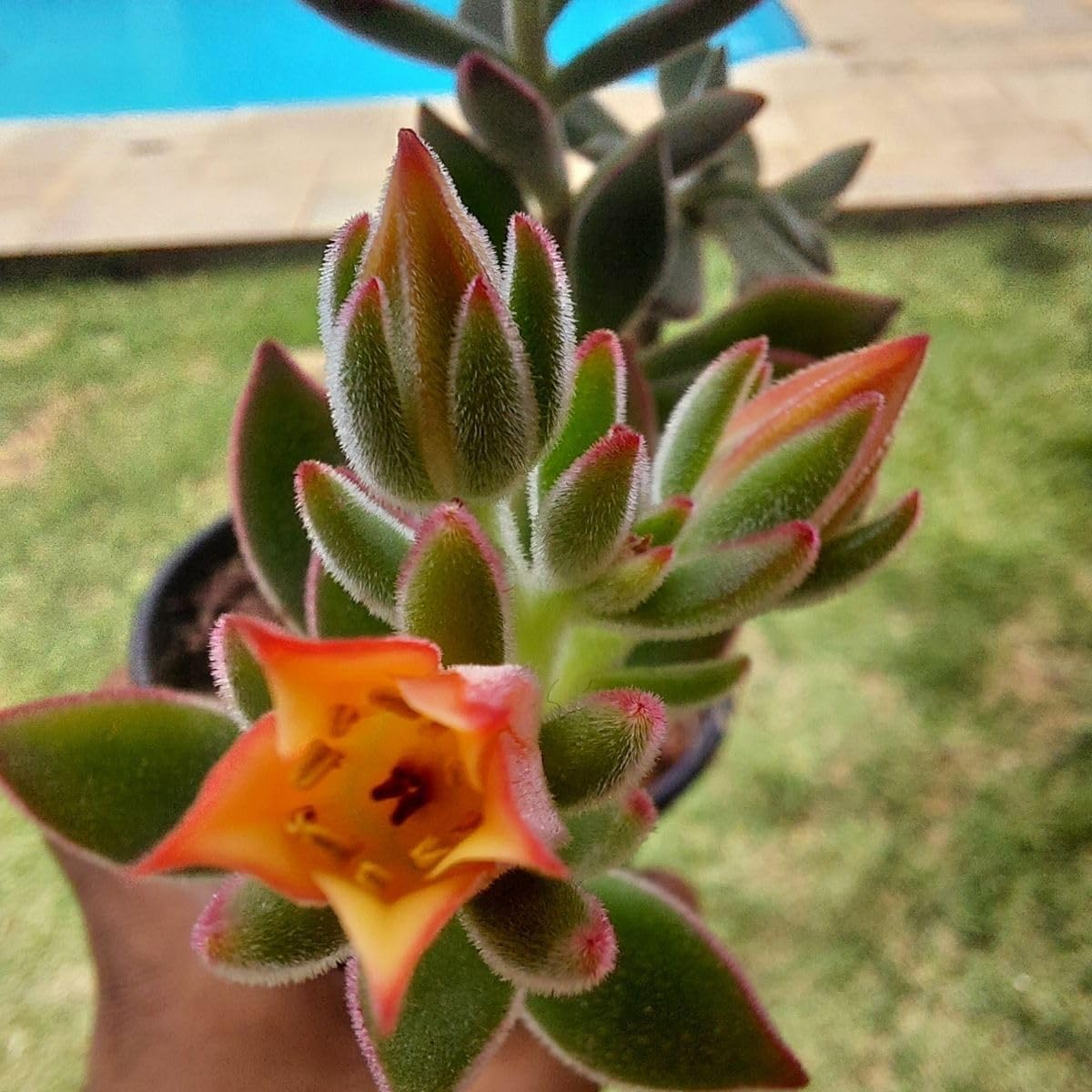 Suculenta Echeveria Pulvinata Ruby 2