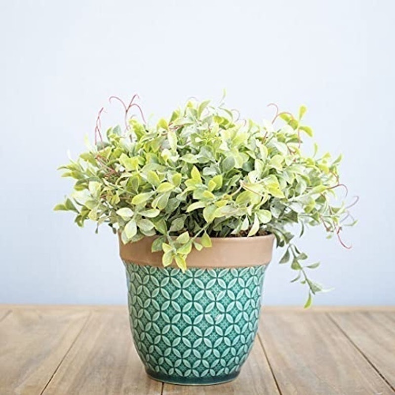 Vaso de Flor Artificial Peperômia Azul Turquesa Formosinha 1