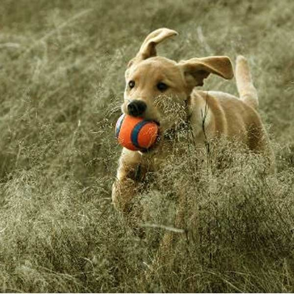 Chuckit Ultra Ball 2