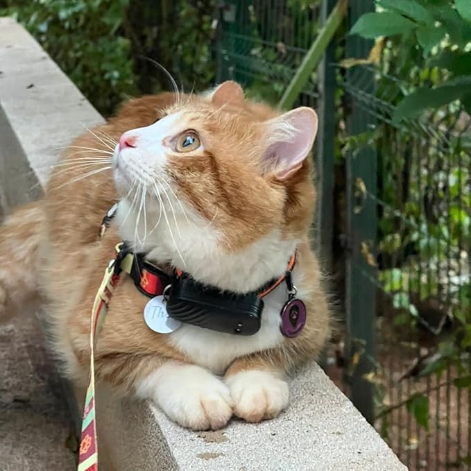 Coleira Rastreadora GPS para Cães e Gatos 5