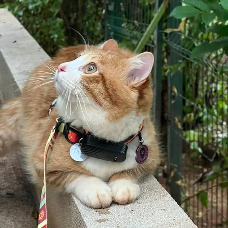 Coleira Rastreadora GPS para Cães e Gatos 5