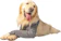 PET DESIGNER Protetor de Membros Anteriores Unissex Tam. 2 1