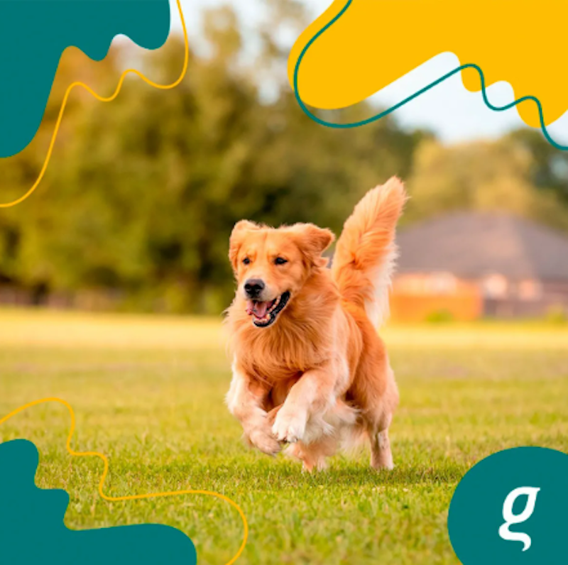 Omega 3 Dog 4