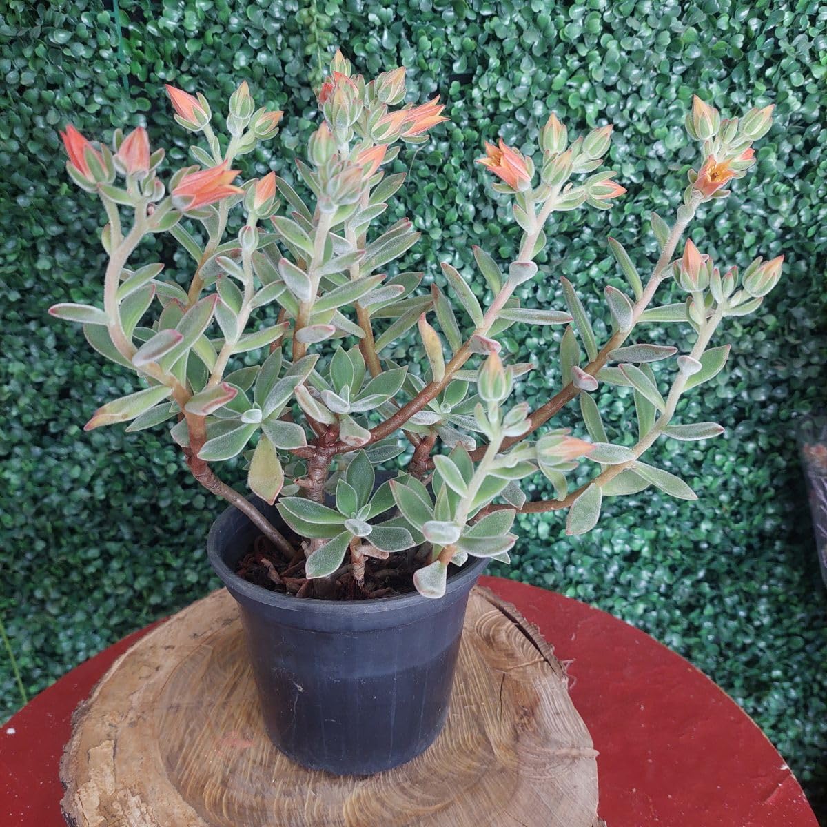 Suculenta Echeveria Pulvinata Ruby 4