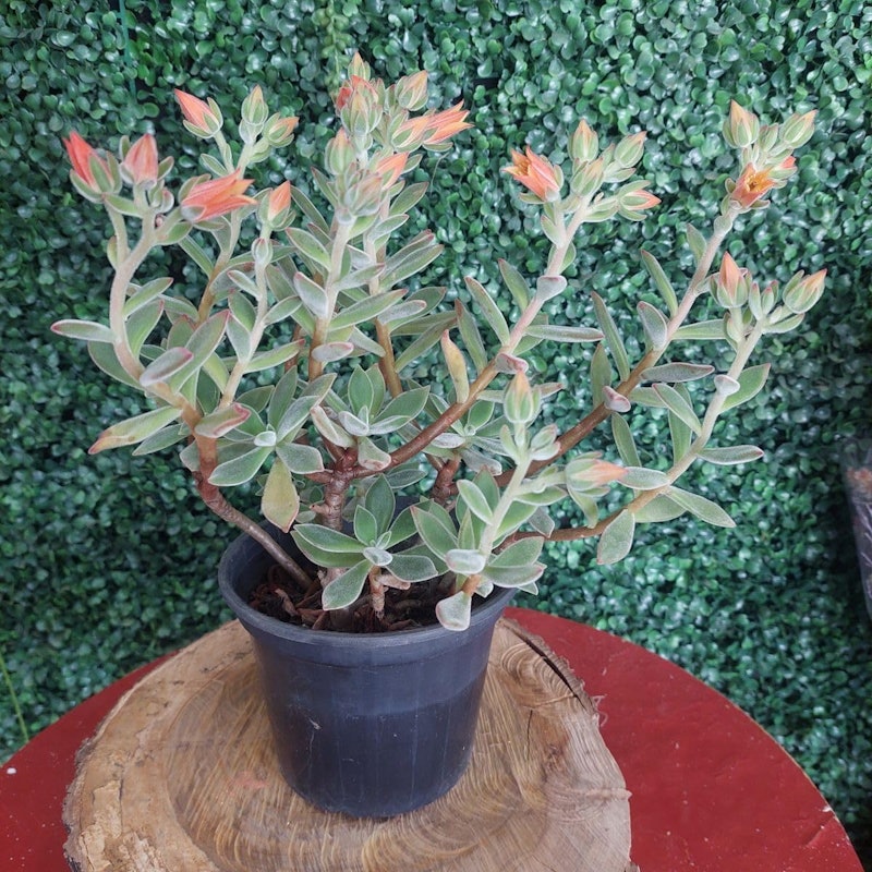 Suculenta Echeveria Pulvinata Ruby 4