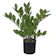 FLORESCER DECOR Árvore Artificial Zamioculca Real Toque 1